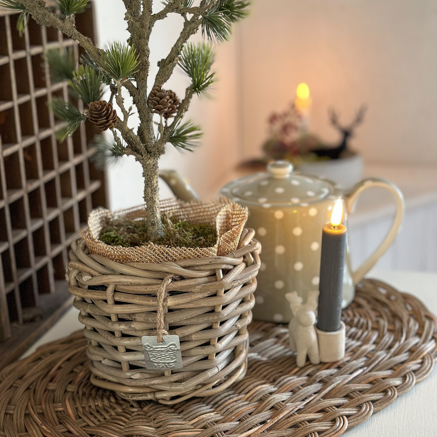 Zeder mit Zapfen "Cedar Haven" im DryPot Grün 60cm - Wohnen auf dem Land