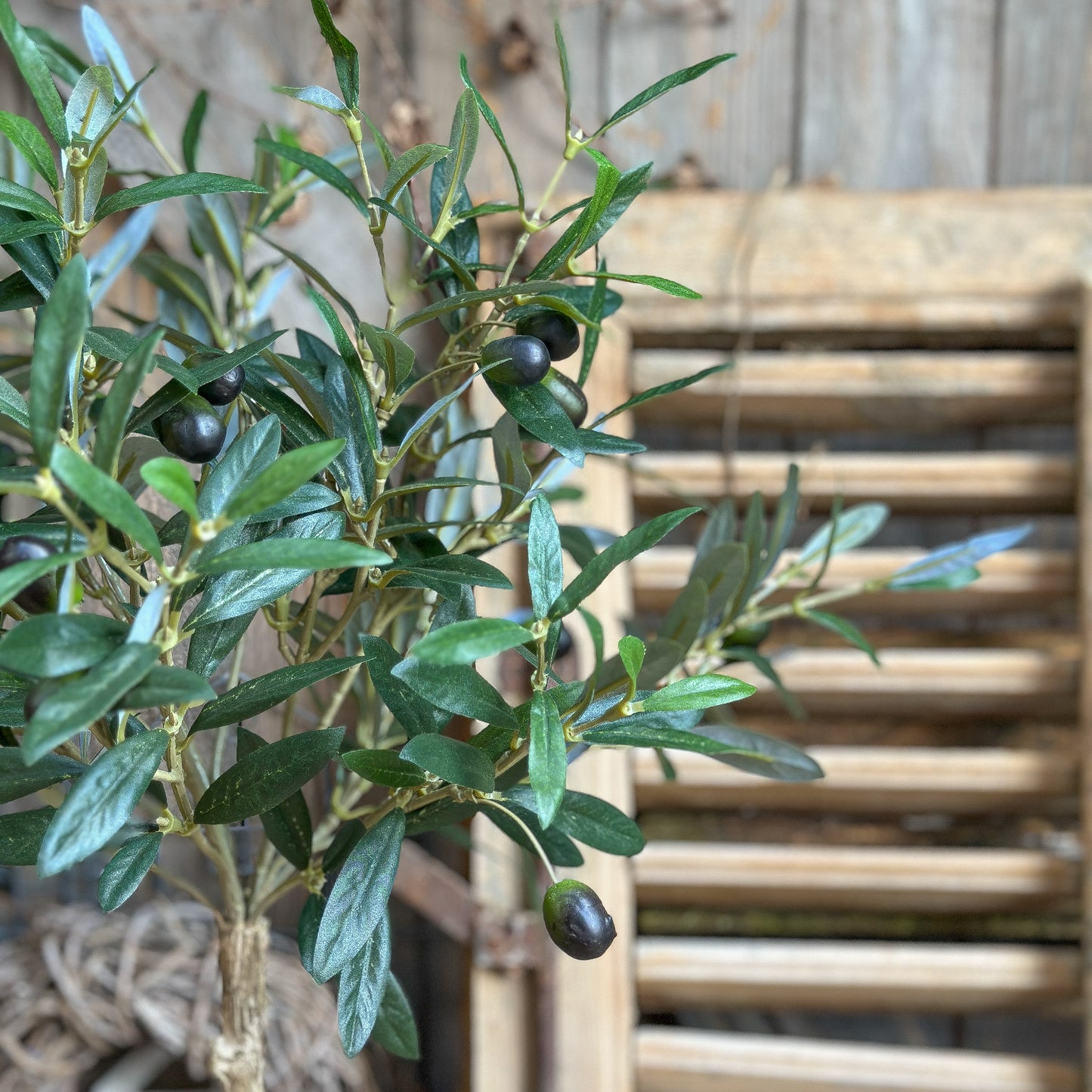 Olive Stamm "Oliva Toscana" im hochwertigen DryPot Set 65cm