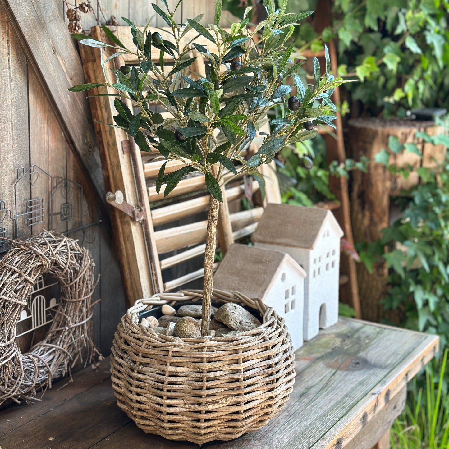 Olive Stamm "Oliva Toscana" im hochwertigen DryPot Set 65cm