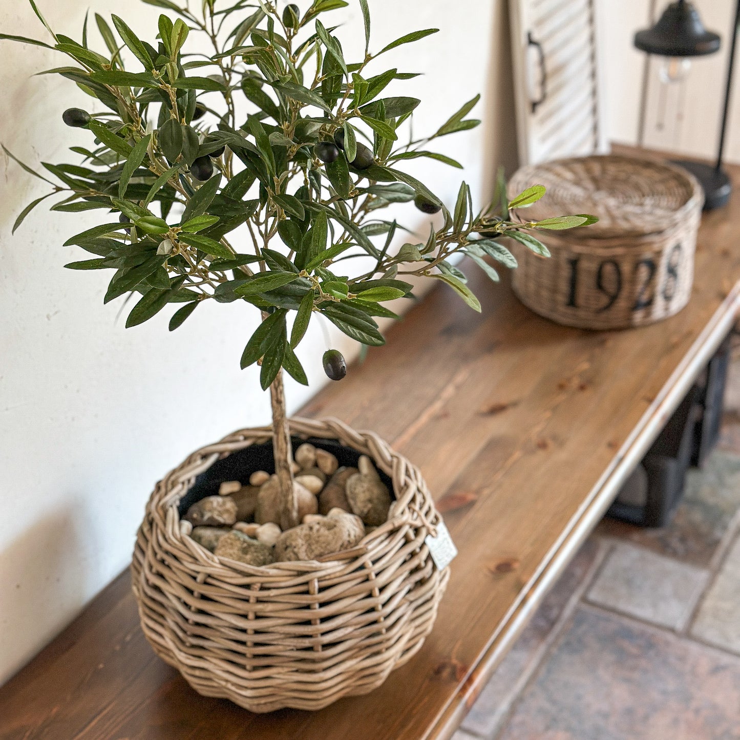 Olive Stamm "Oliva Toscana" im hochwertigen DryPot Set 65cm
