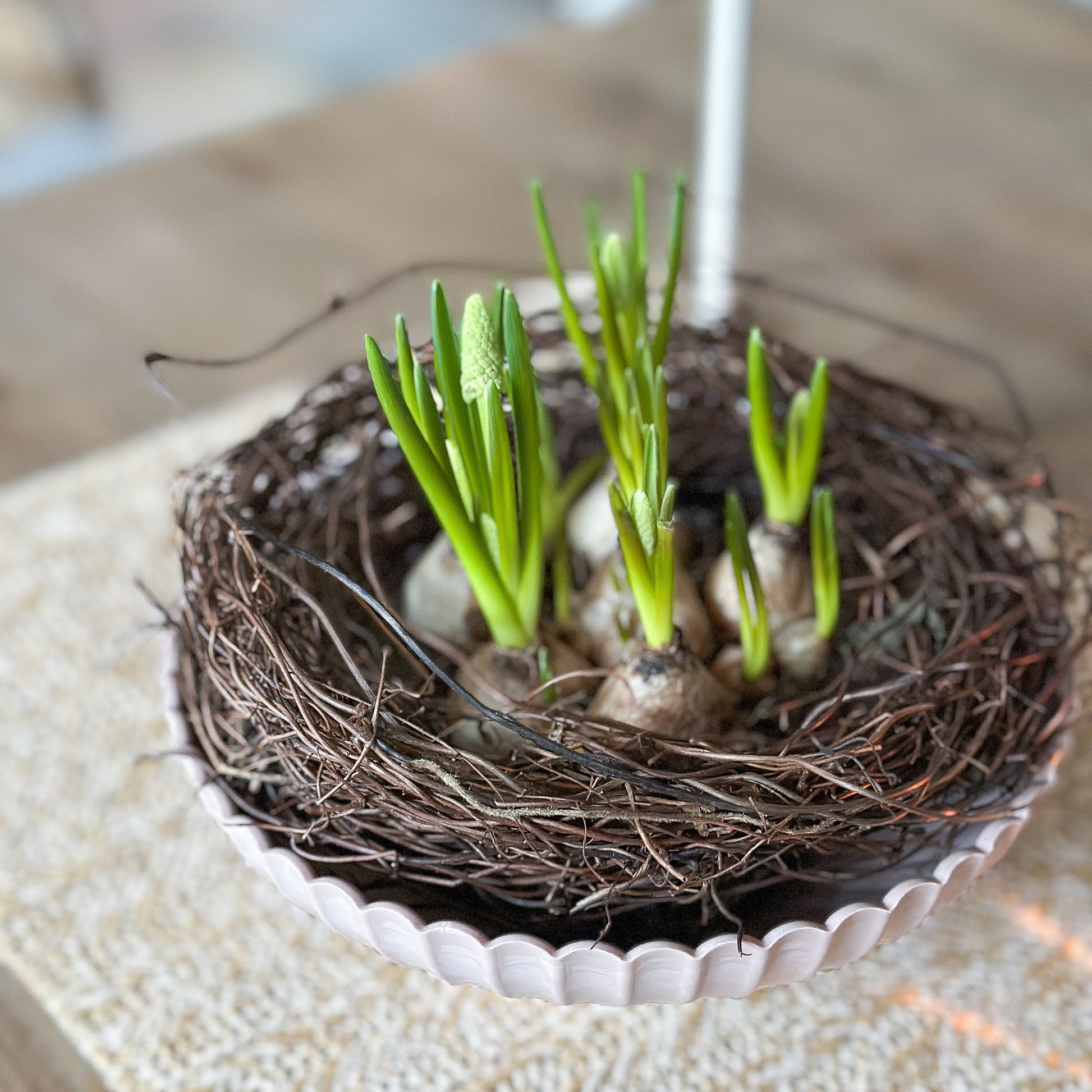 Schale Pflanzpot "Yodit" Kunststoff 2 Größen 3 Farben - Wohnen auf dem Land