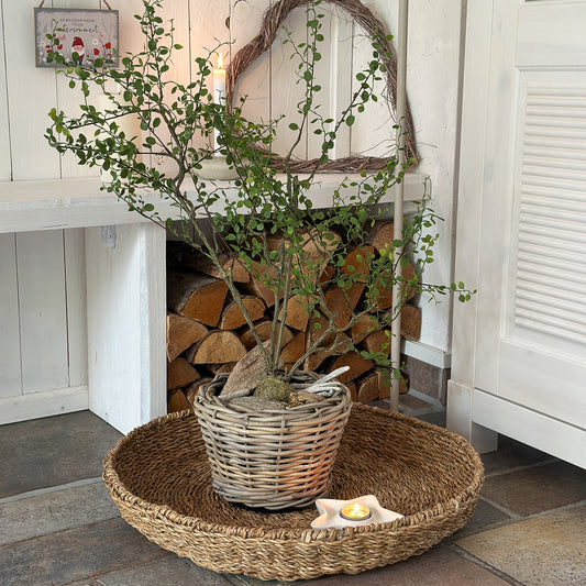 Künstliche Mühlenbeckia Pflanze im Topf "Maiden Hair" von Wohnen auf dem Land, 66 cm, grünes, realistisches Kunstpflanzen-Design