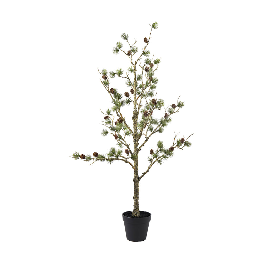 Zeder mit Zapfen "Cedar Grace" Grün 91cm