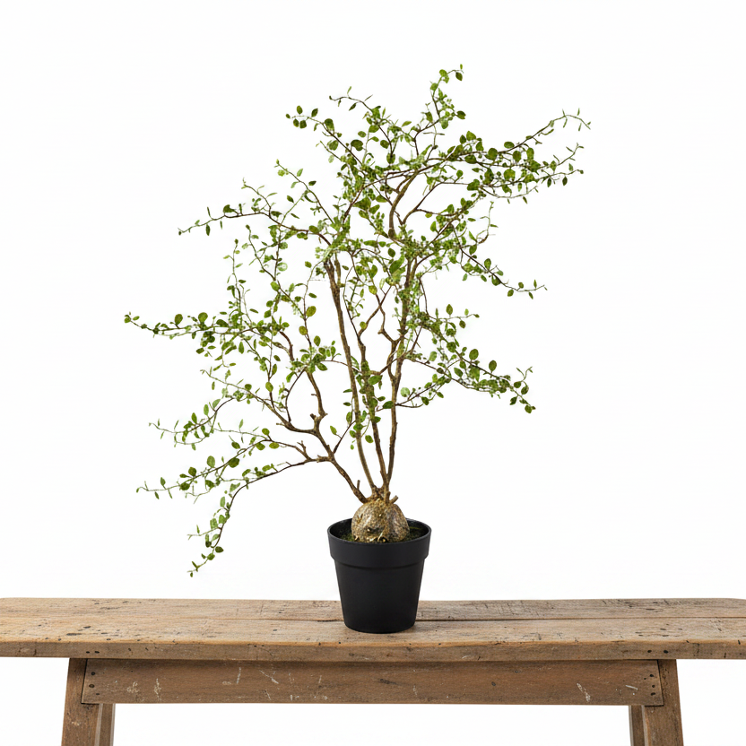 Künstliche Mühlenbeckia im Topf "Maiden Hair" von Wohnen auf dem Land, 66 cm hohe Pflanze für Dekoration.