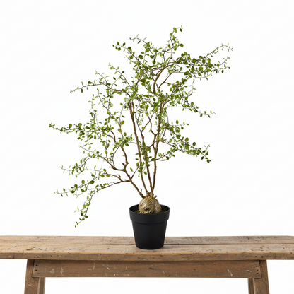 Künstliche Mühlenbeckia im Topf "Maiden Hair" von Wohnen auf dem Land, 66 cm hohe Pflanze für Dekoration.