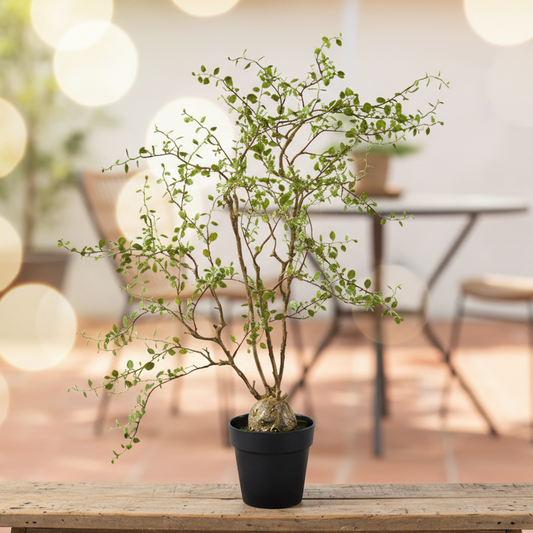 Künstliche Mühlenbeckia Pflanze im Topf, 66cm hoch, mit grünen, filigranen Blättern, dekoratives Zimmer- und Wohnaccessoire