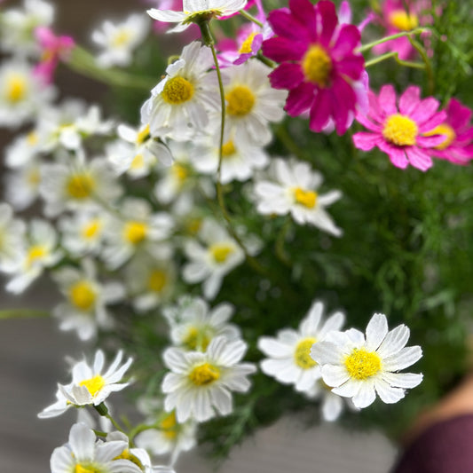 Blume Strauß "Daisy Love" künstlich 2 Farben 61cm - Wohnen auf dem Land