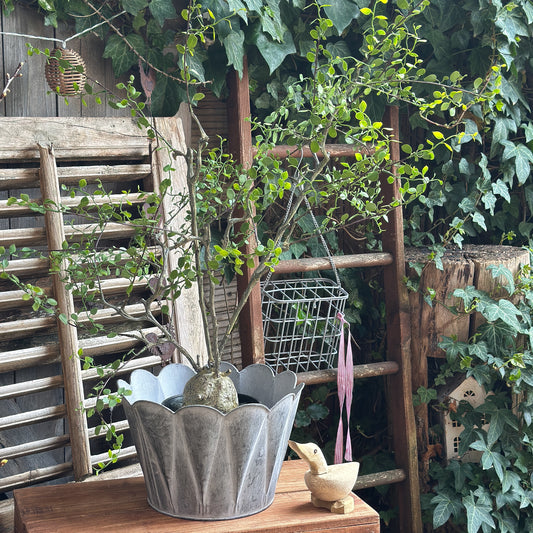 Vintage Zink-Pflanzgefäß von Wohnen auf dem Land, 26x17cm, mit rustikalem Design und sichtbarer Zink-Oberfläche.