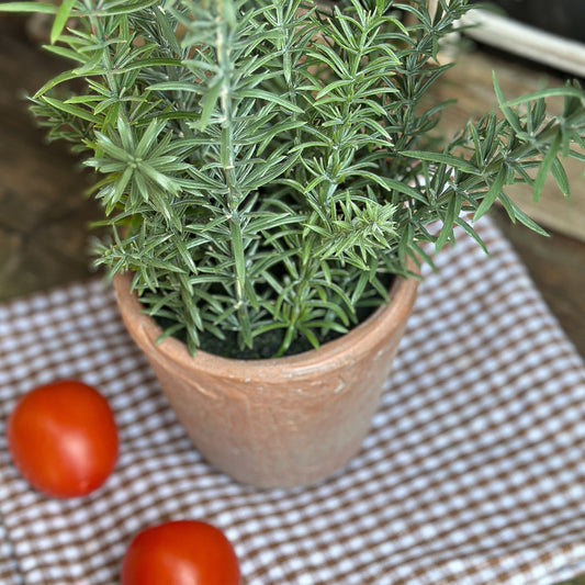 Künstliche Rosmarin Pflanze im Terracotta-Topf, 51 cm hoch, grüne Blätter, realistischer Naturlook, ideal für Dekoration.