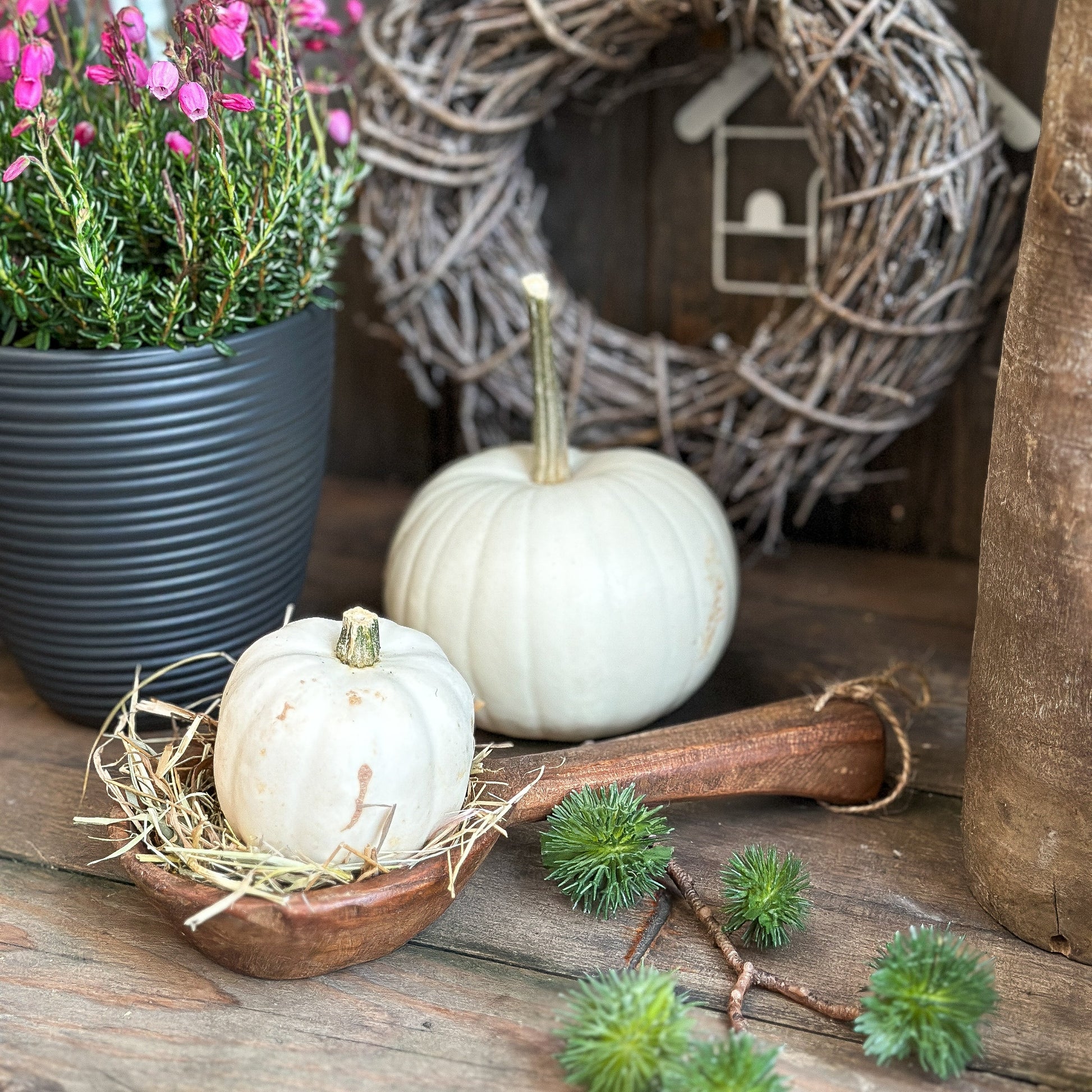 Baby Boo Kürbisse in rustikaler Herbstdekoration mit Heide