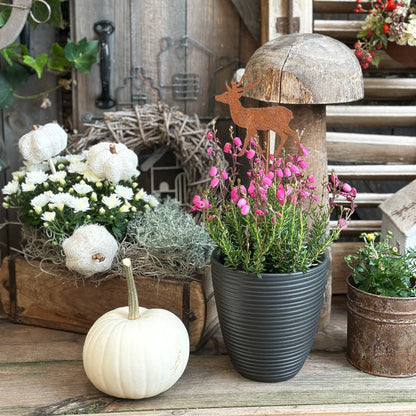Großer Baby Boo Kürbis neben Heide und natürlicher Herbstdeko