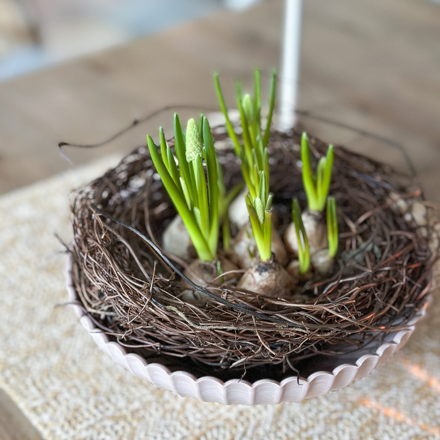Schale Pflanzpot "Yodit" Kunststoff 2 Größen 3 Farben - Wohnen auf dem Land