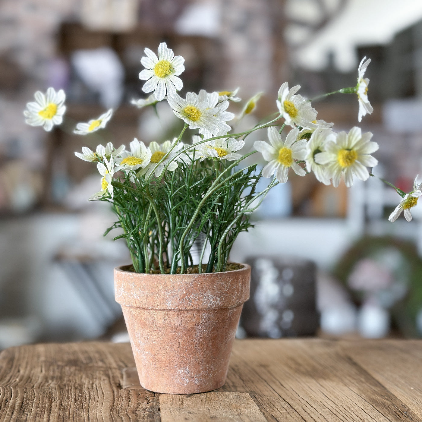 Blume Topf "Terracotta Daisy" Gänseblümchen künstlich 3 Farben 20cm