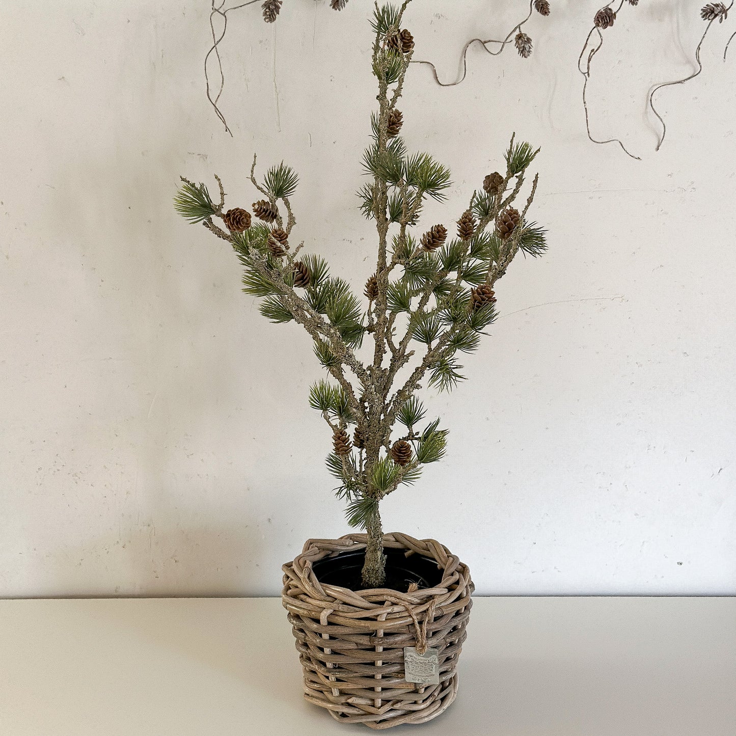 Zeder mit Zapfen "Cedar Haven" im DryPot Grün 60cm - Wohnen auf dem Land