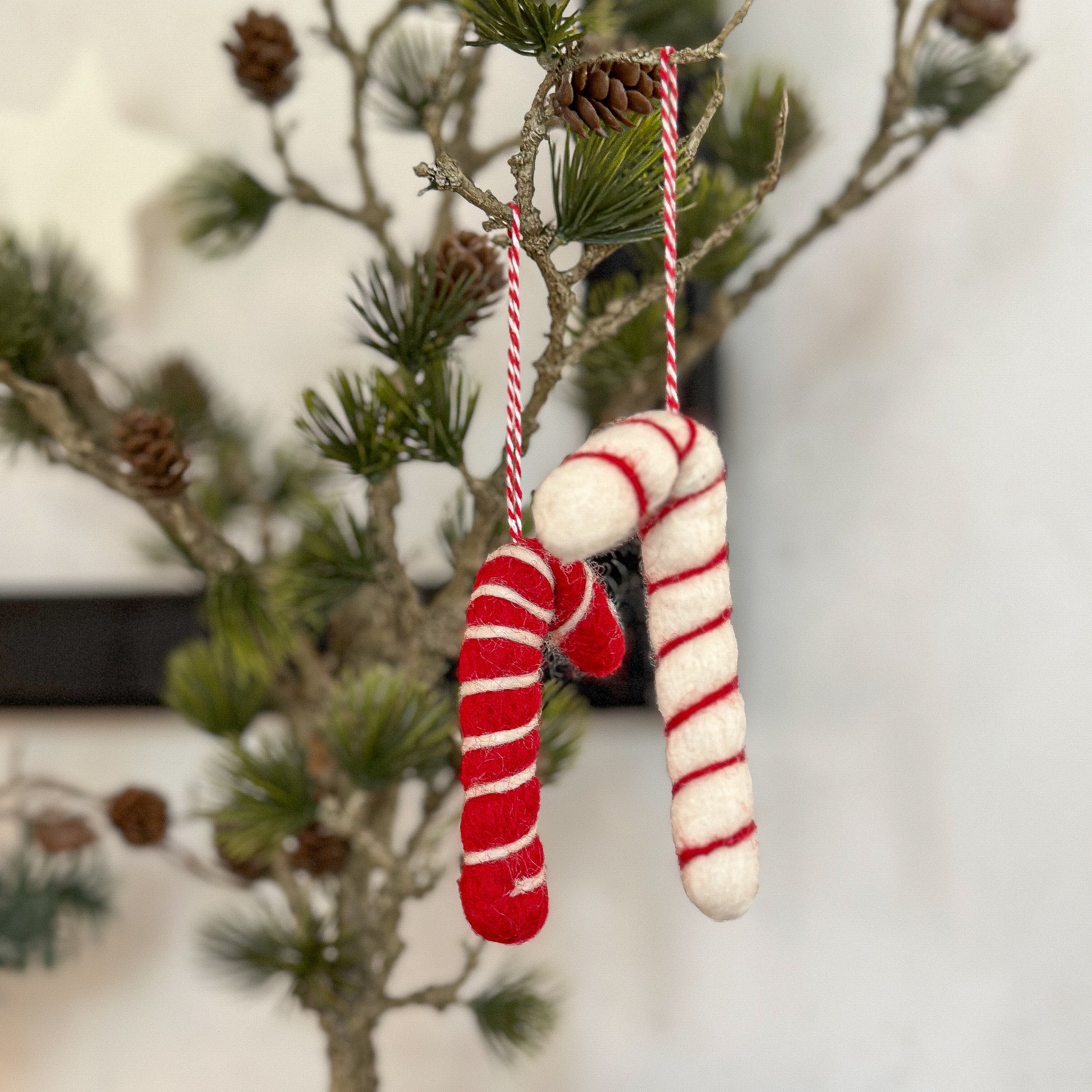 Zeder mit Zapfen "Cedar Haven" im DryPot Grün 60cm - Wohnen auf dem Land