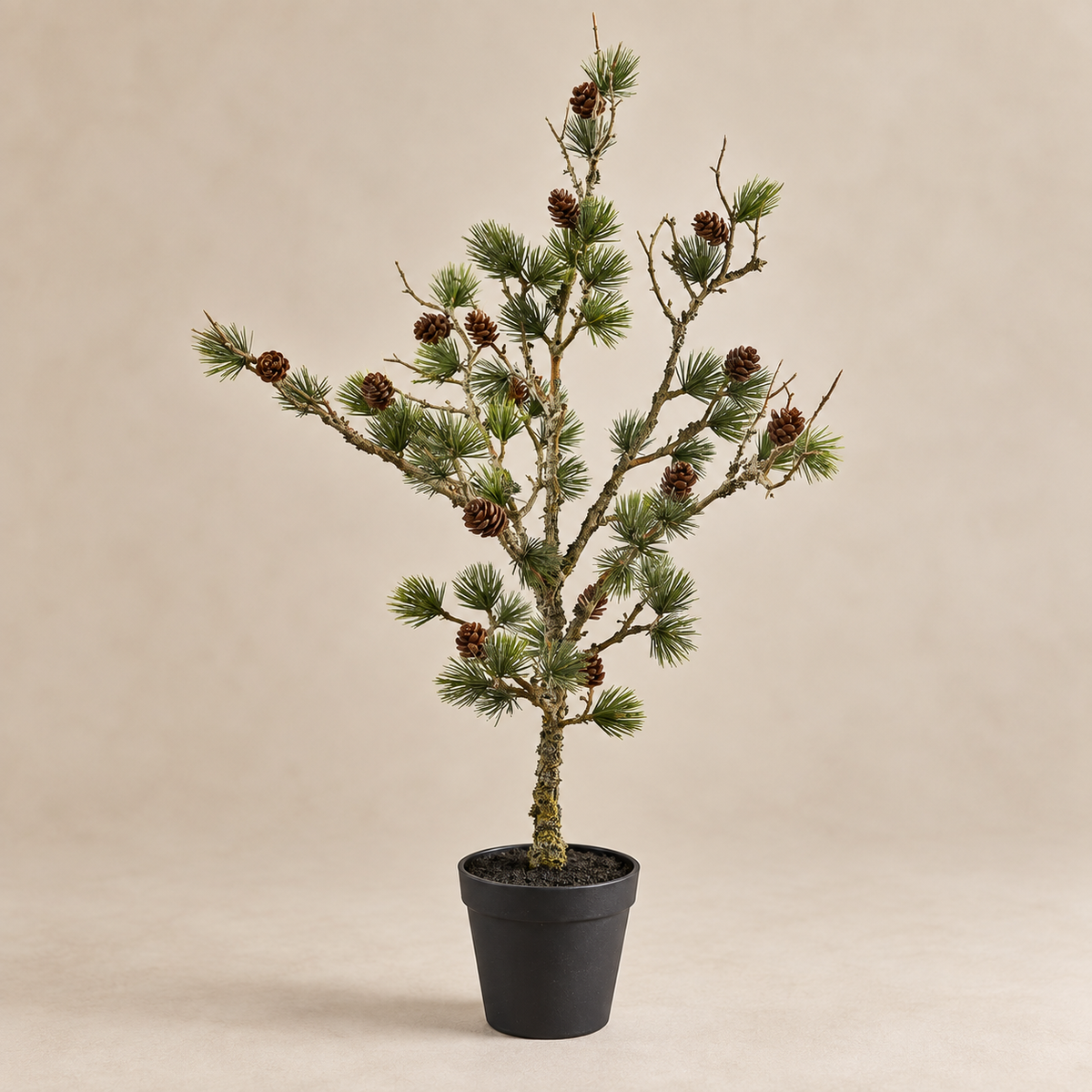 Zeder Cedar Haven 60 cm im Kunststofftopf – Wohnen auf dem Land